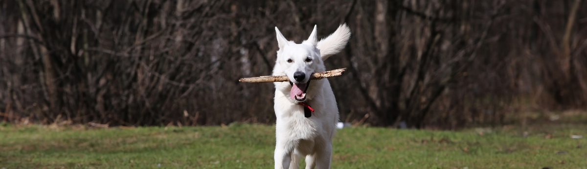 Croquettes sans céréales pour Berger Blanc Suisse