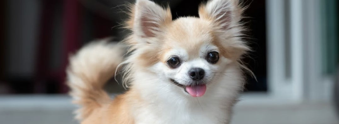 Chihuahua
