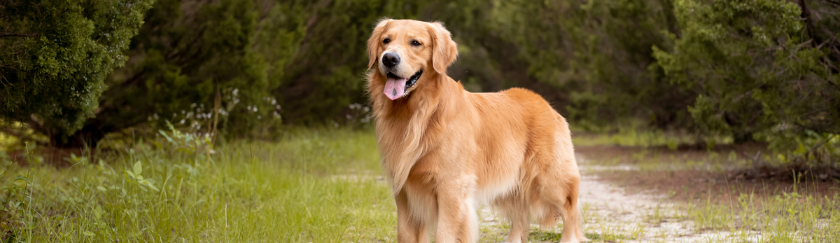 Croquettes sans céréales pour Golden Retriever