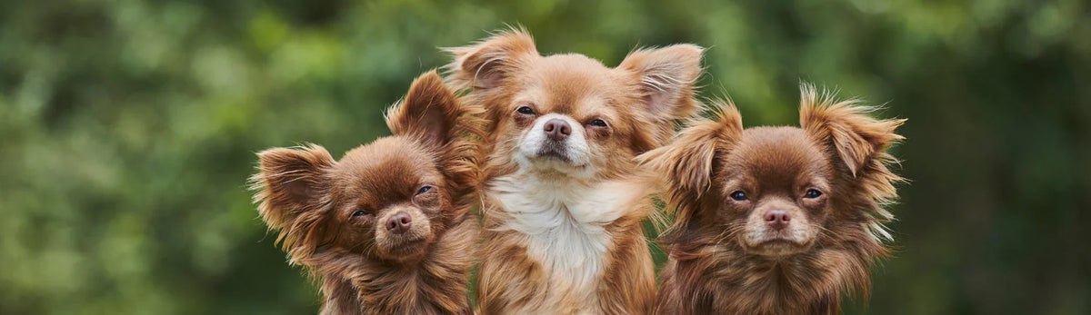 Petit chien : 1 à 5 Kg