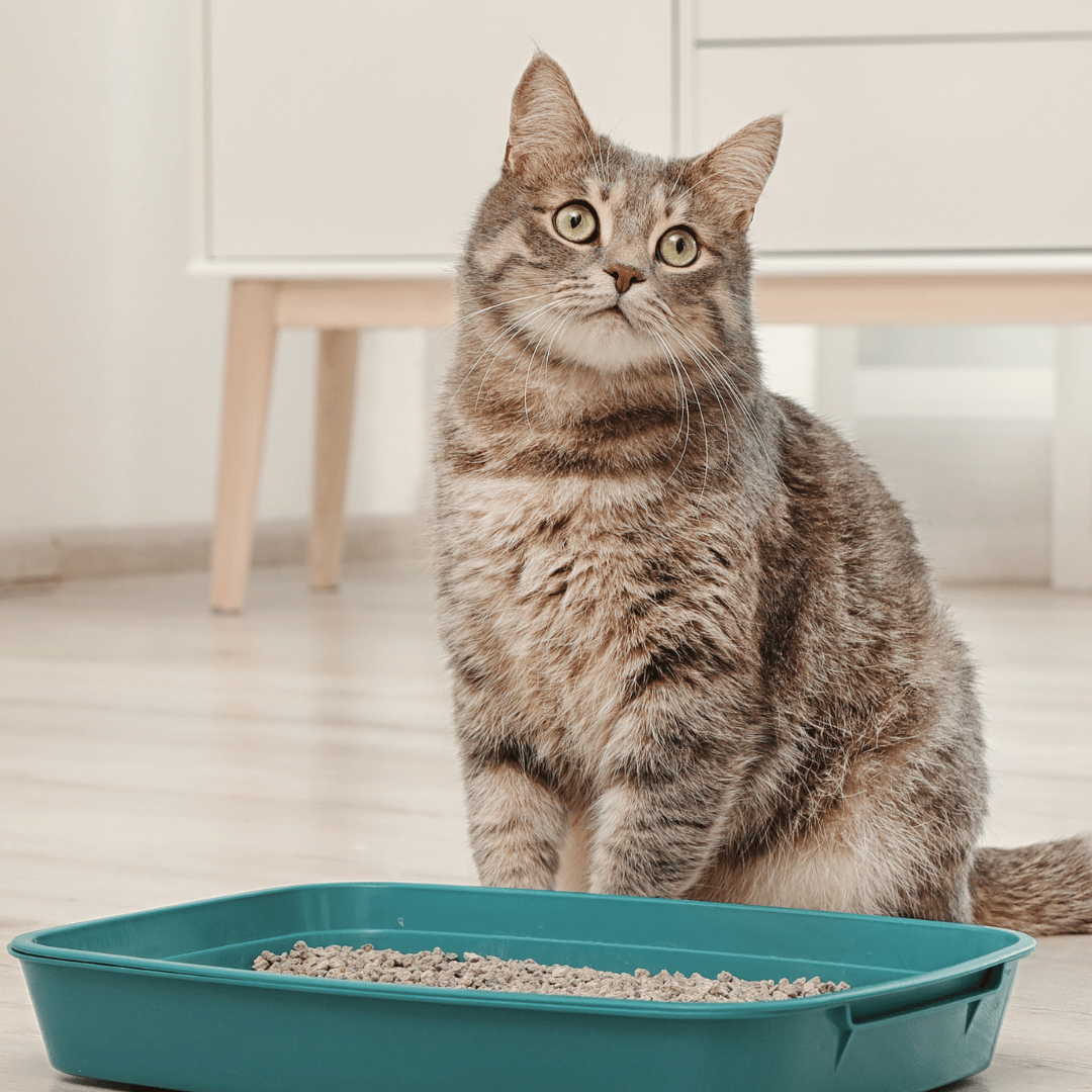 Système Urinaire - Complément alimentaire pour chat
