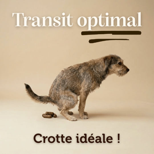 Croquettes Peptides sans céréales : Soins digestifs - Chien Adulte