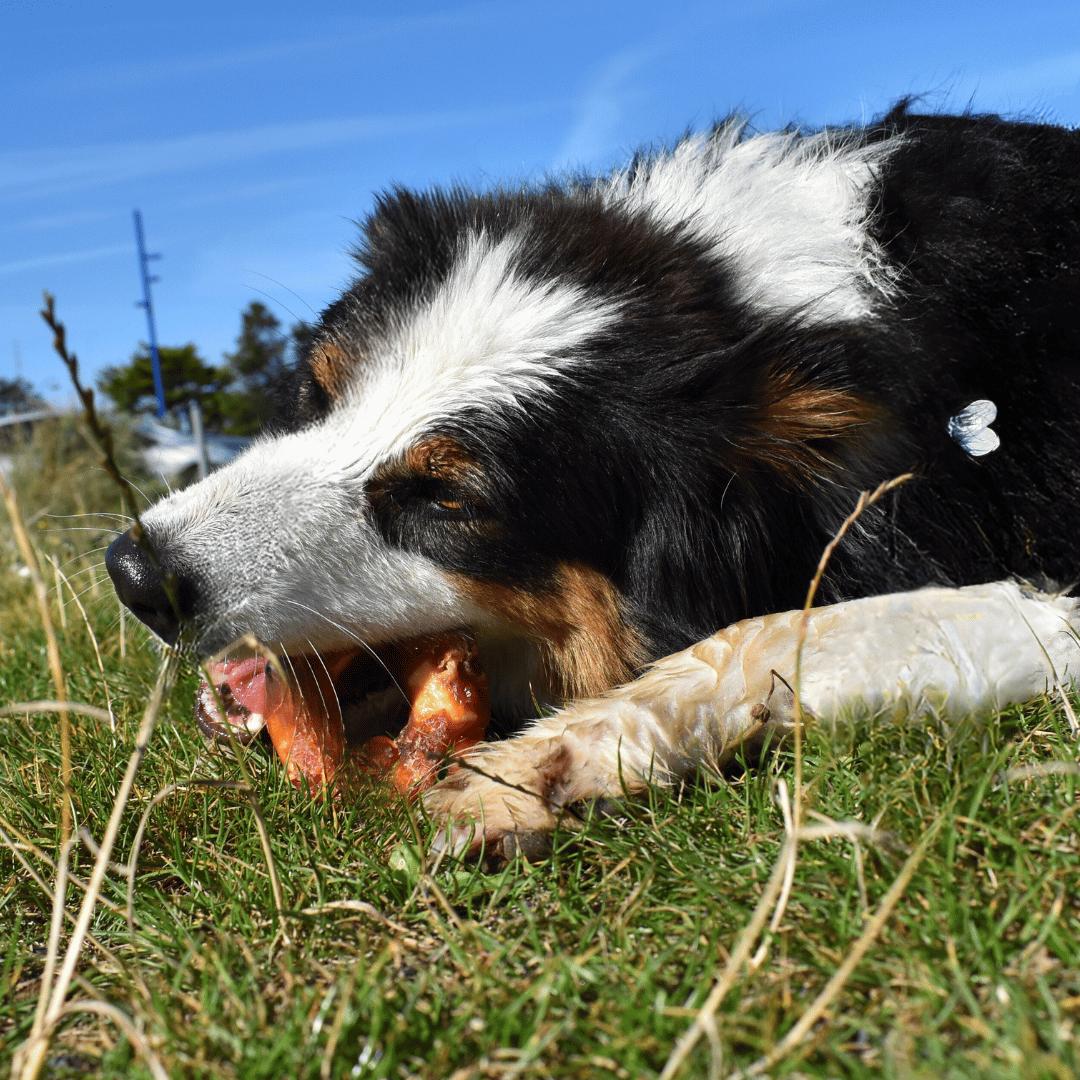 Donuts friandise mastication chien poulet bœuf