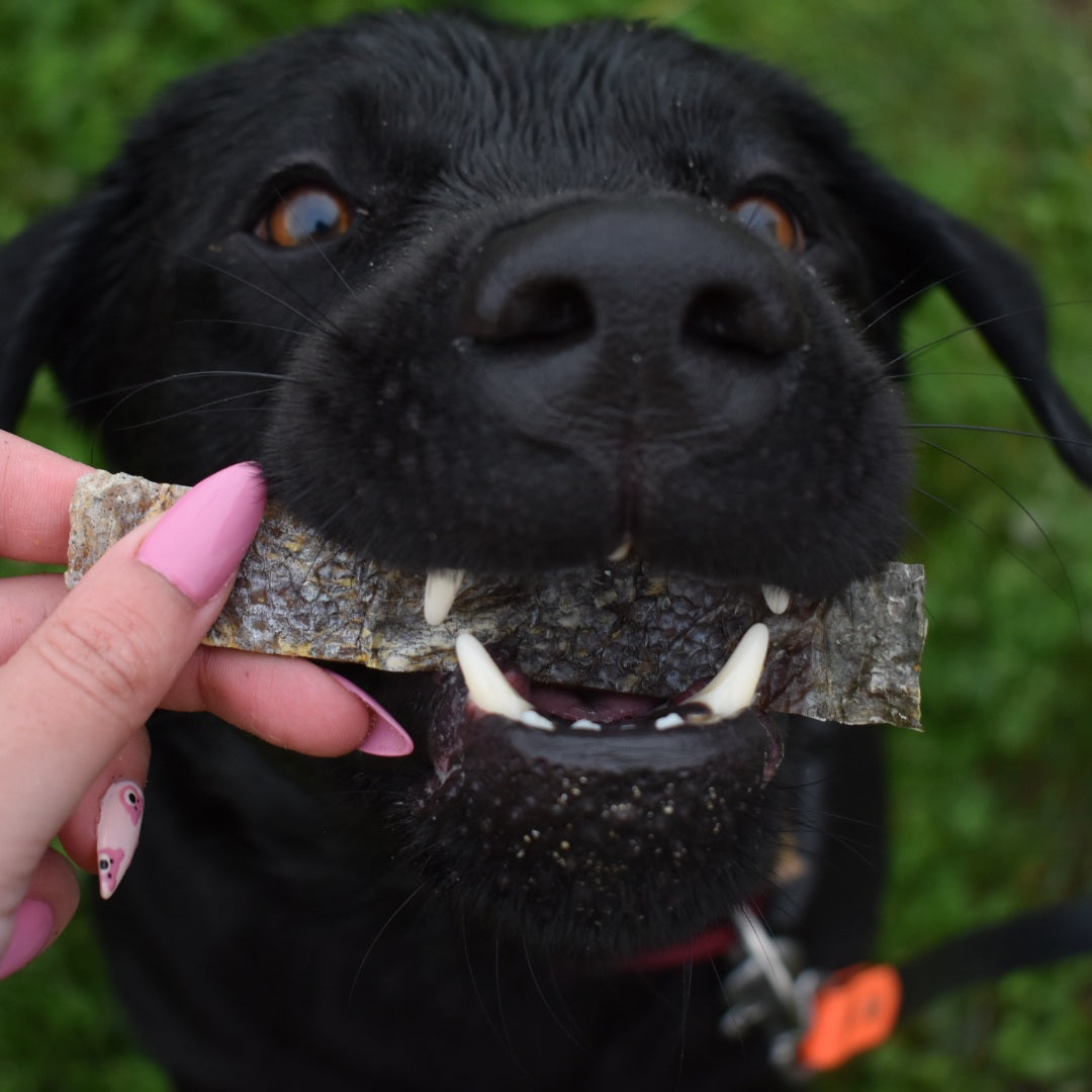 Friandise sans cereales lamelles de saumon chien