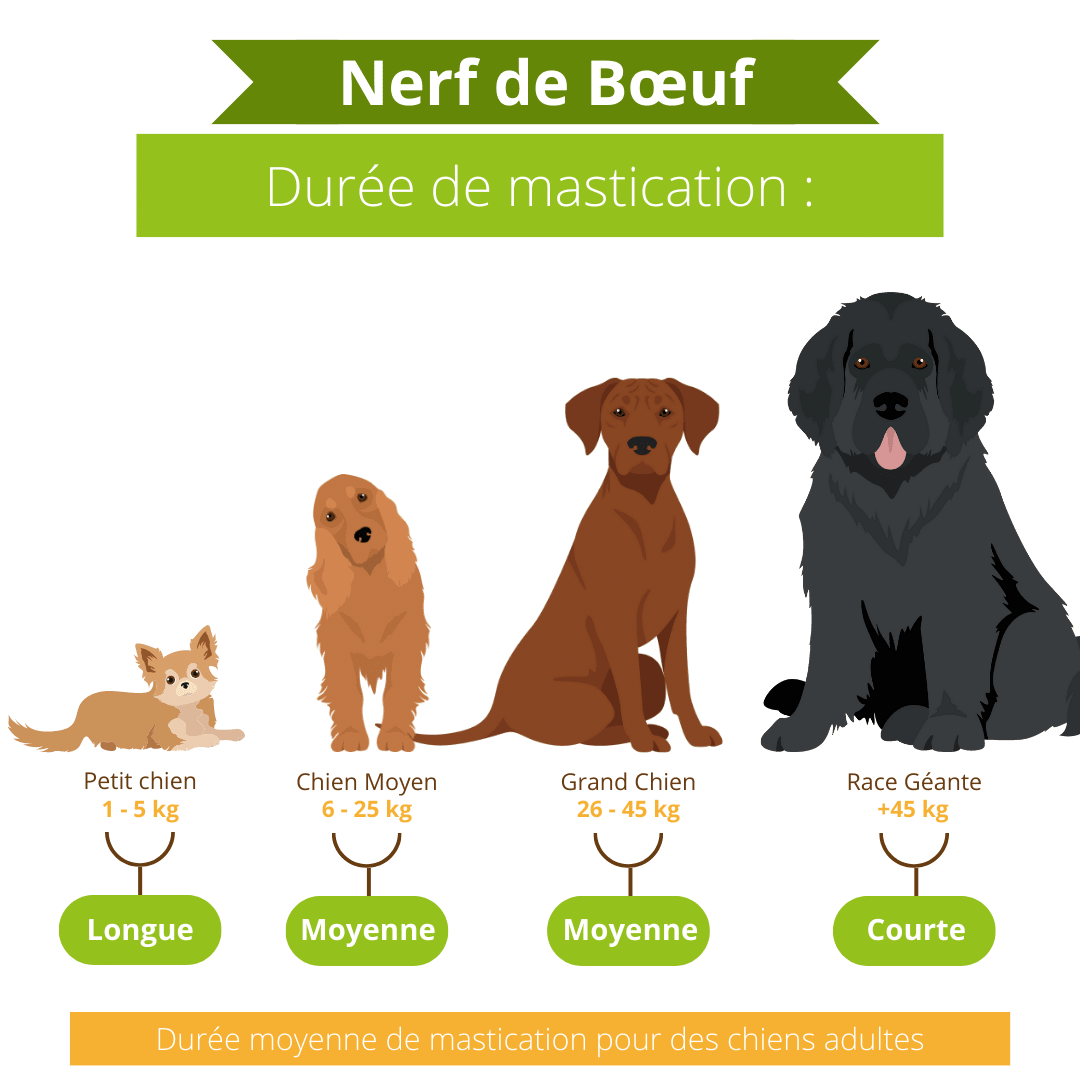 Nerf de bœuf - DansMaGamelle