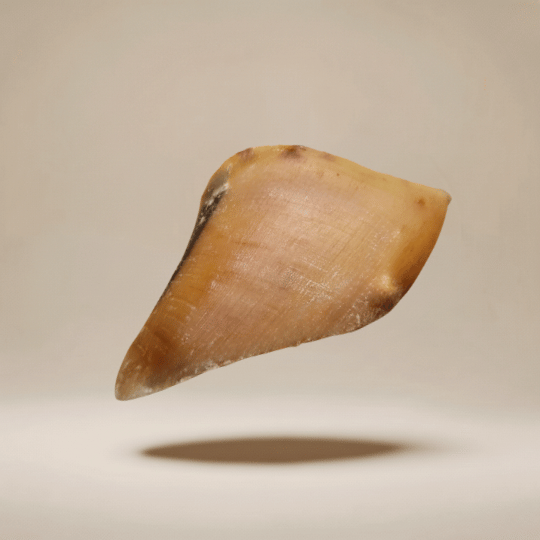 Sabots de veau mastication chien - Dans Ma Gamelle