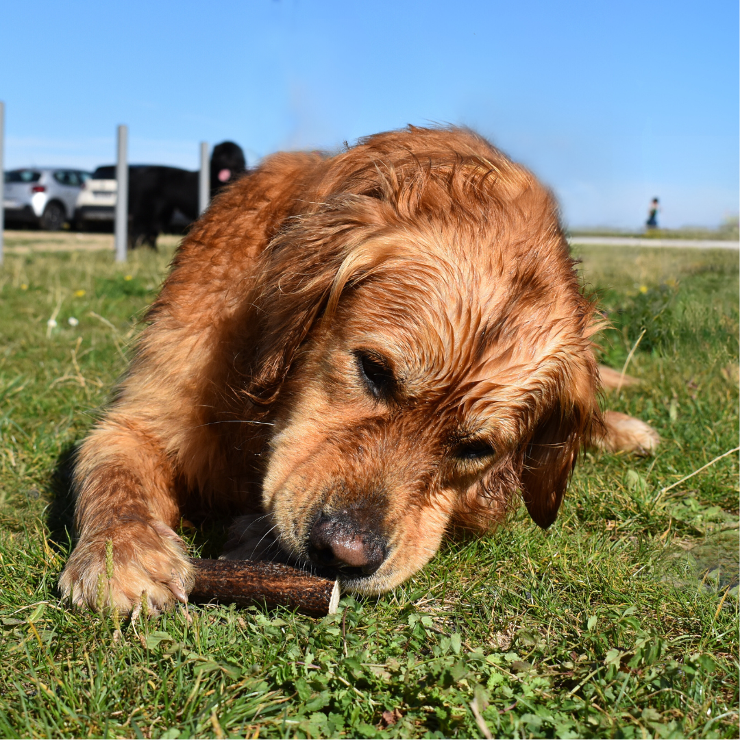 Bois de cerf Chien friandise naturelle mastication