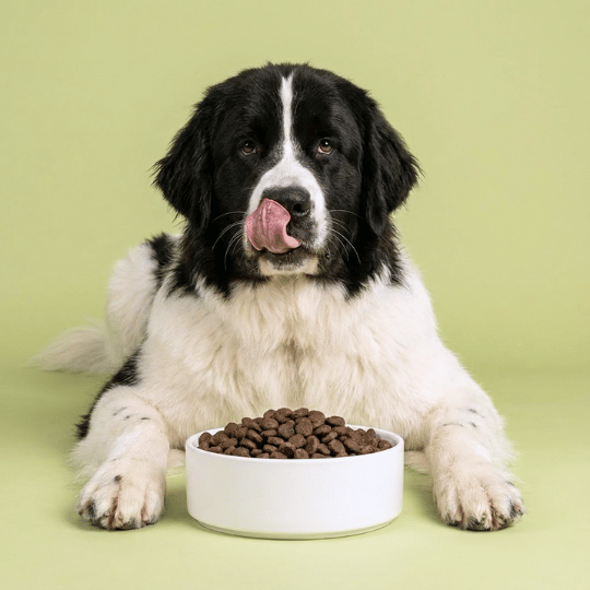 Croquettes-chien-grande-taille-adulte-sans-céréales-saumon
