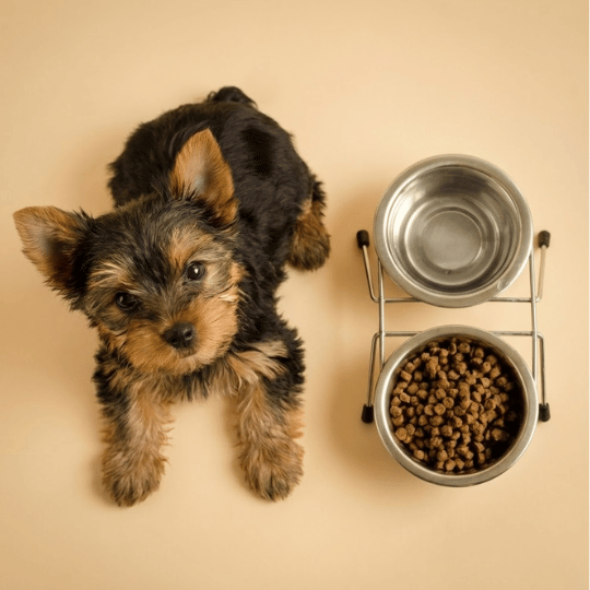 Chiot petite race croquettes sans céréales dinde et canard