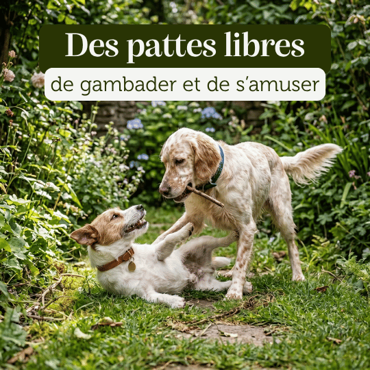 Complément alimentaire chien adulte et sénior articulation renforcée