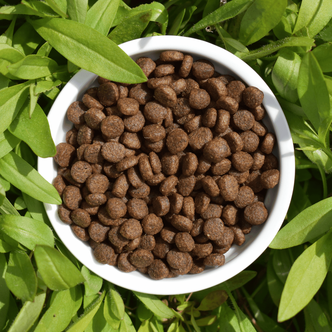 Croquettes sans céréales au Saumon - Chiens petites races - DansMaGamelle