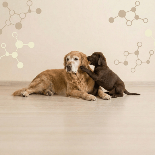 Croquettes chiot chien adulte hypoallergénique protéines hydrolysés - Dans Ma Gamelle