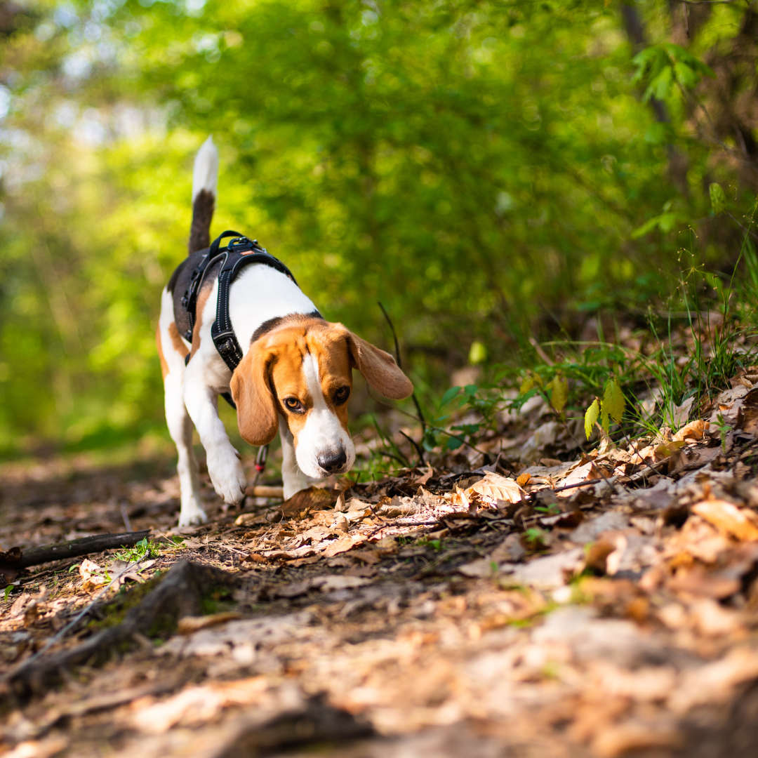 croquettes sans céréales pour Beagle