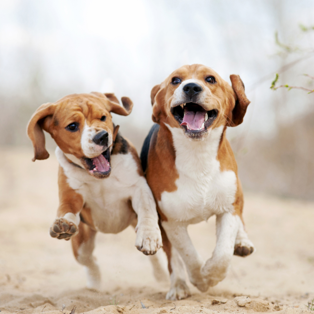 croquettes sans céréales pour Beagle