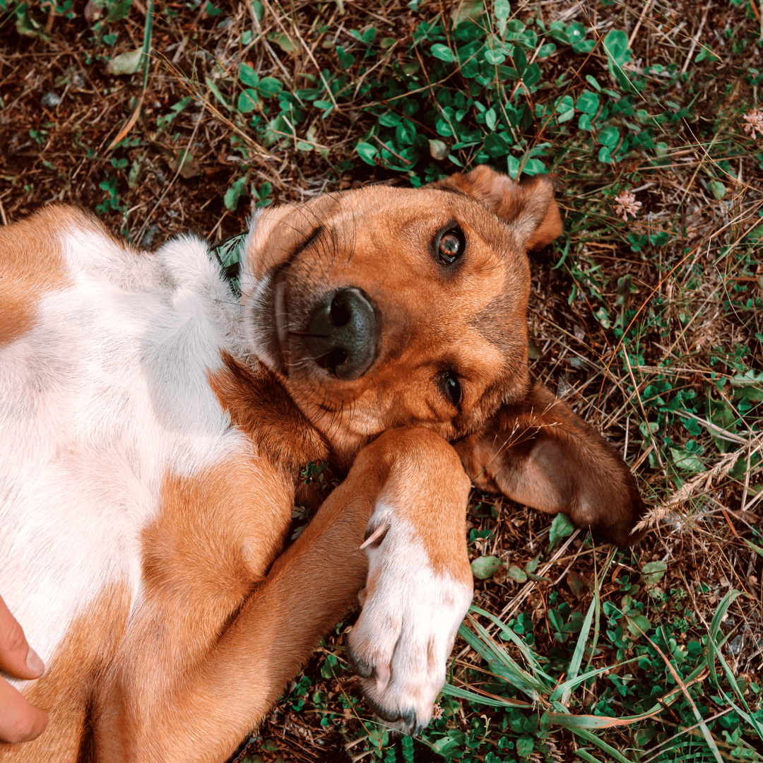 Croquette chien stérilisé