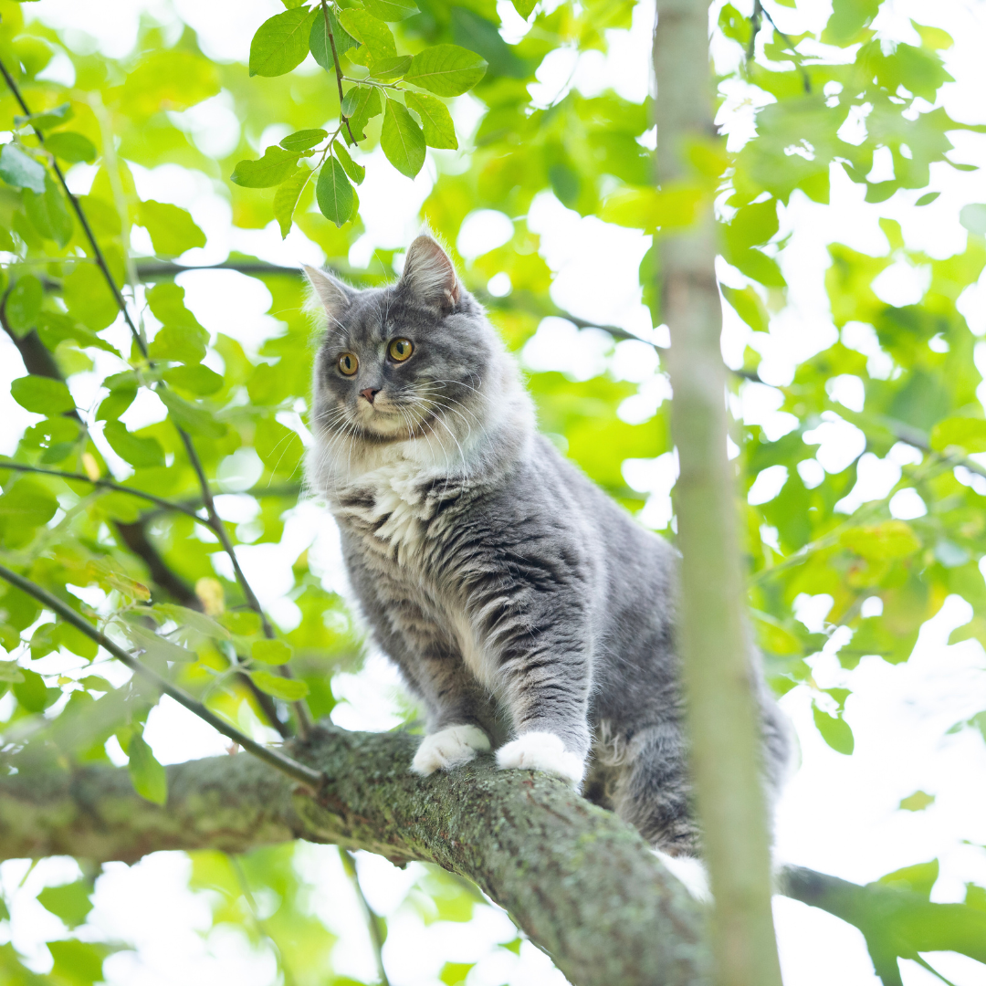 Croquettes hypoallergéniques chat
