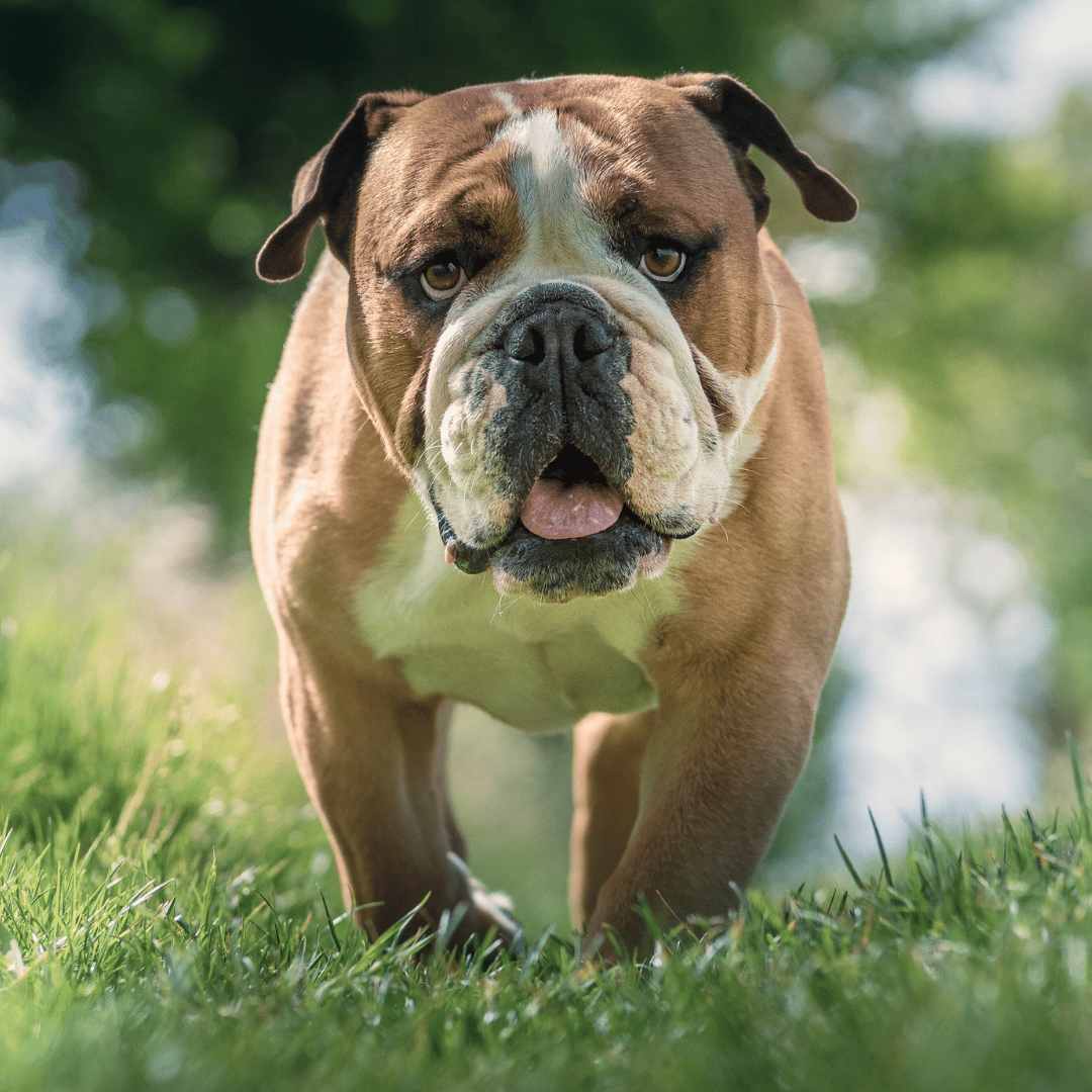 Croquettes hypoallergéniques chien