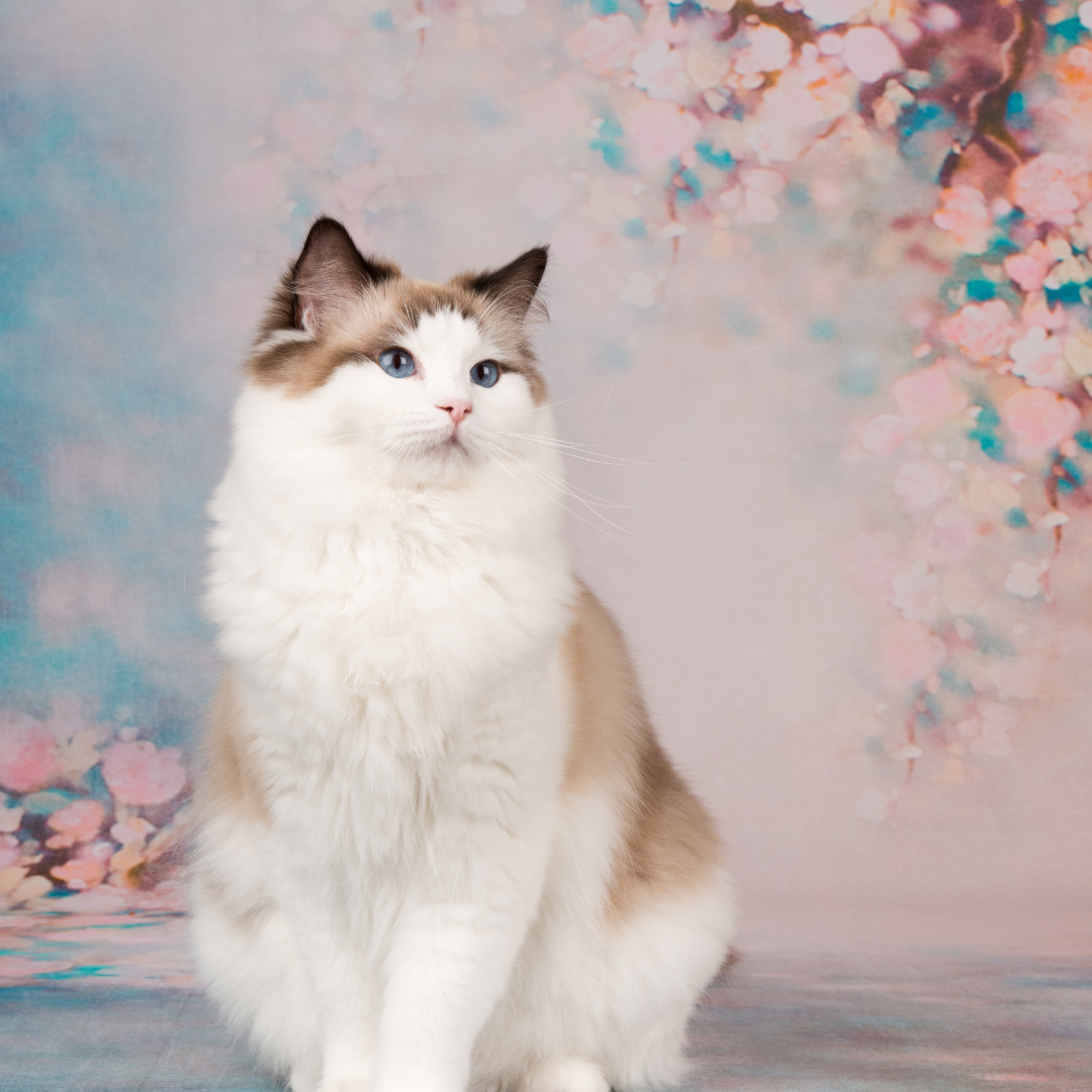 croquettes sans céréales ragdoll