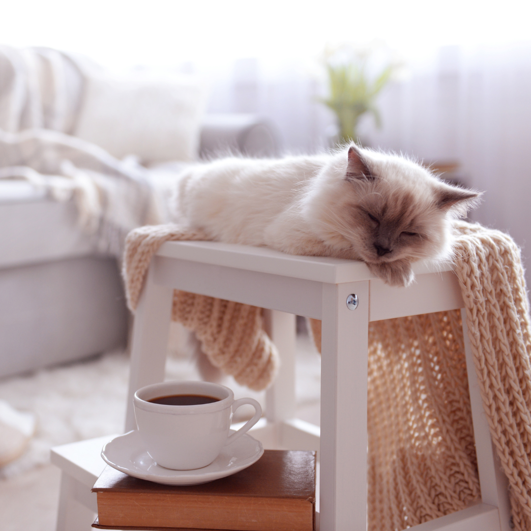 pelage et digestion ragdoll