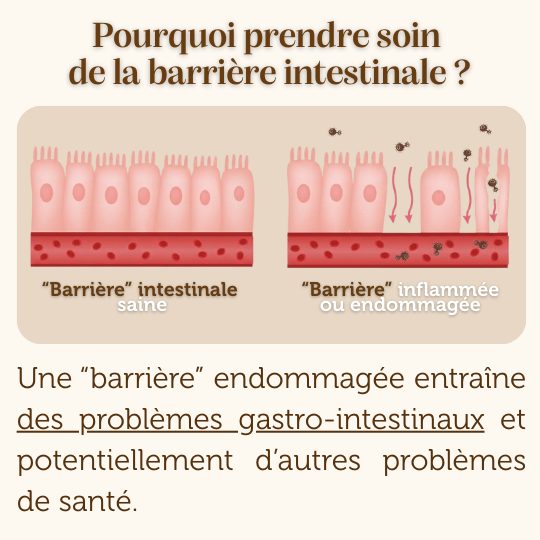 Croquettes Peptides sans céréales : Soins digestifs - Chien Adulte