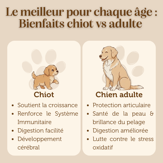 Croquettes sans céréales tout stade de vie peptide