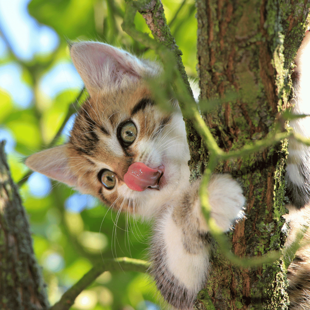 friandises pour chat naturelles