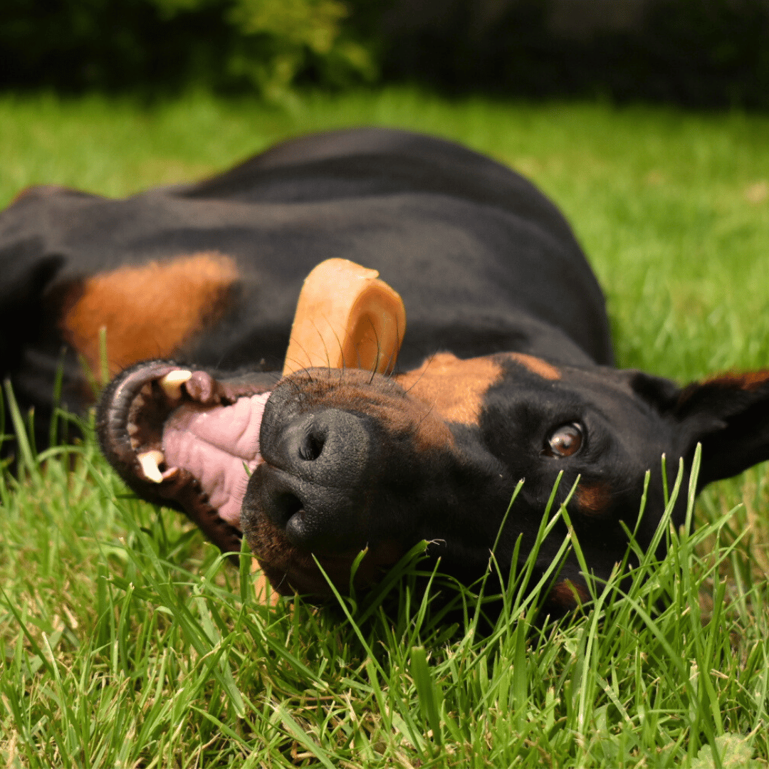 Fromage de Yak Chien mastication canine durable naturelle