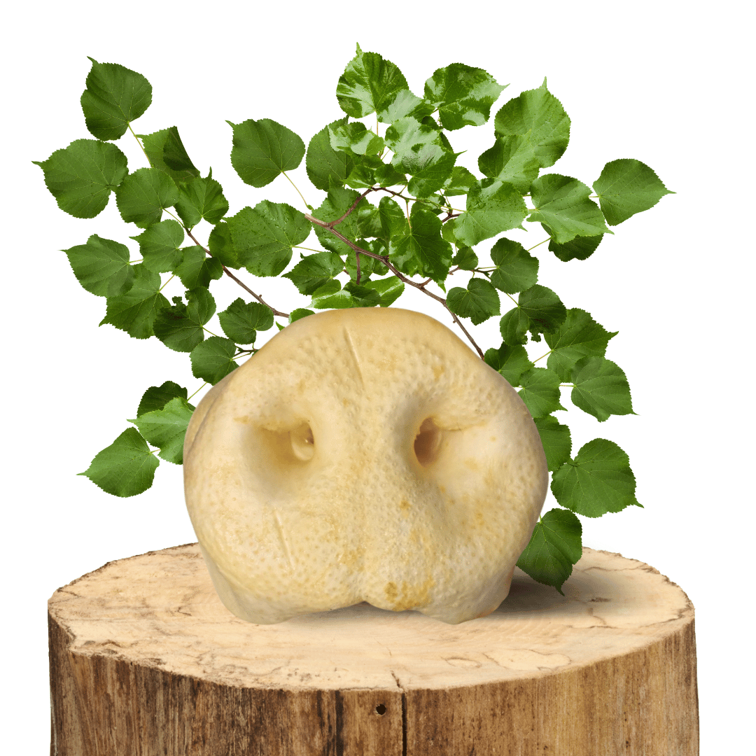 Nez de Cochon soufflés