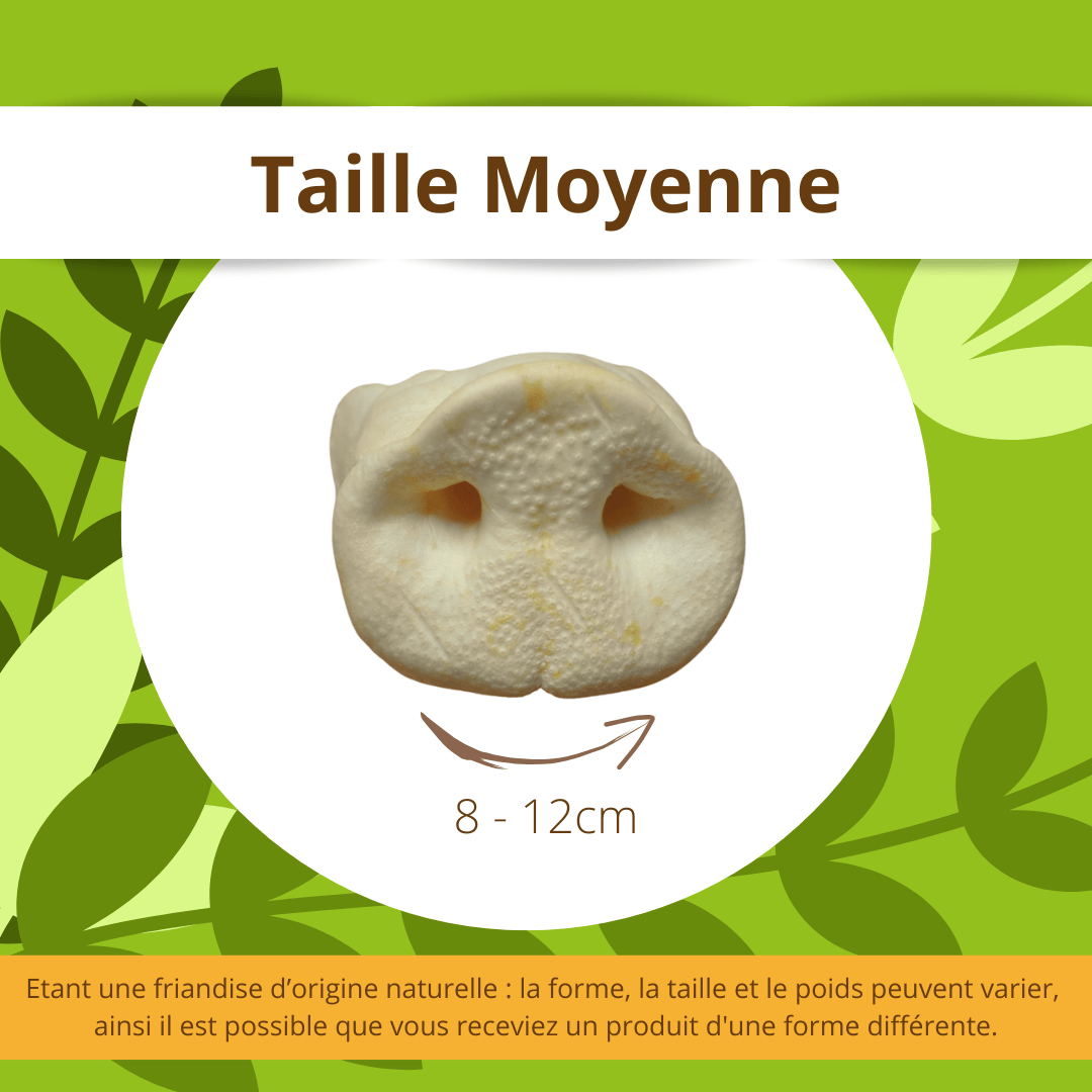 nez-cochon-mastication-chien