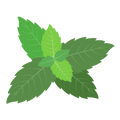 La Menthe poivrée