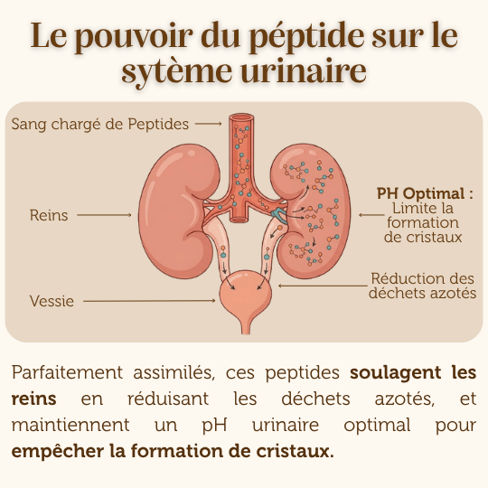 Croquettes Peptides sans céréales : Urinary Care - Chat Adulte