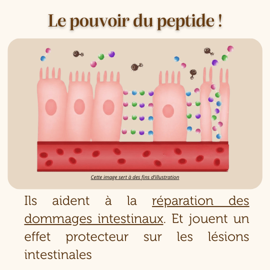 peptide soin digestif croquettes chien adulte vétérinaire
