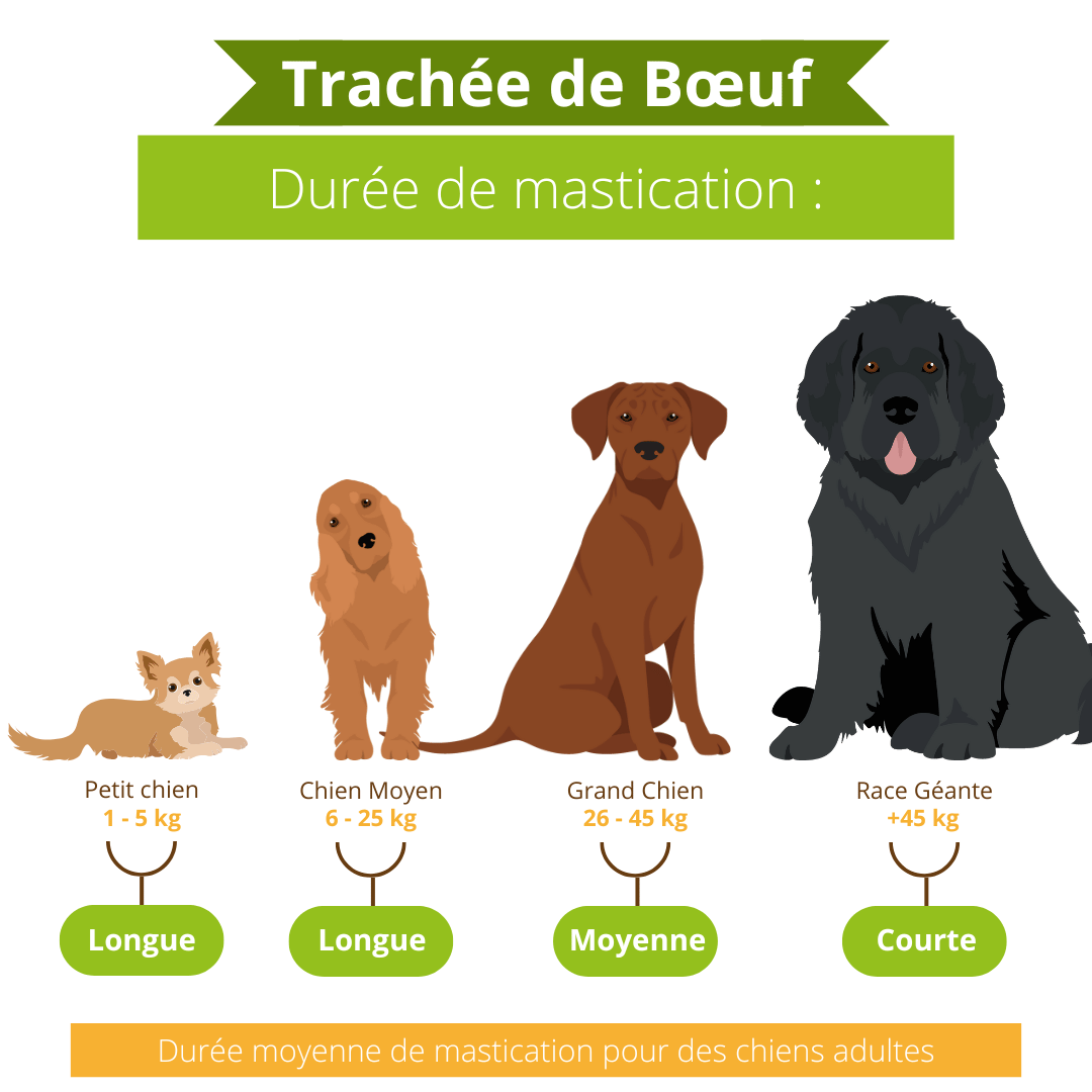 trachée de bœuf séchée mastication chien