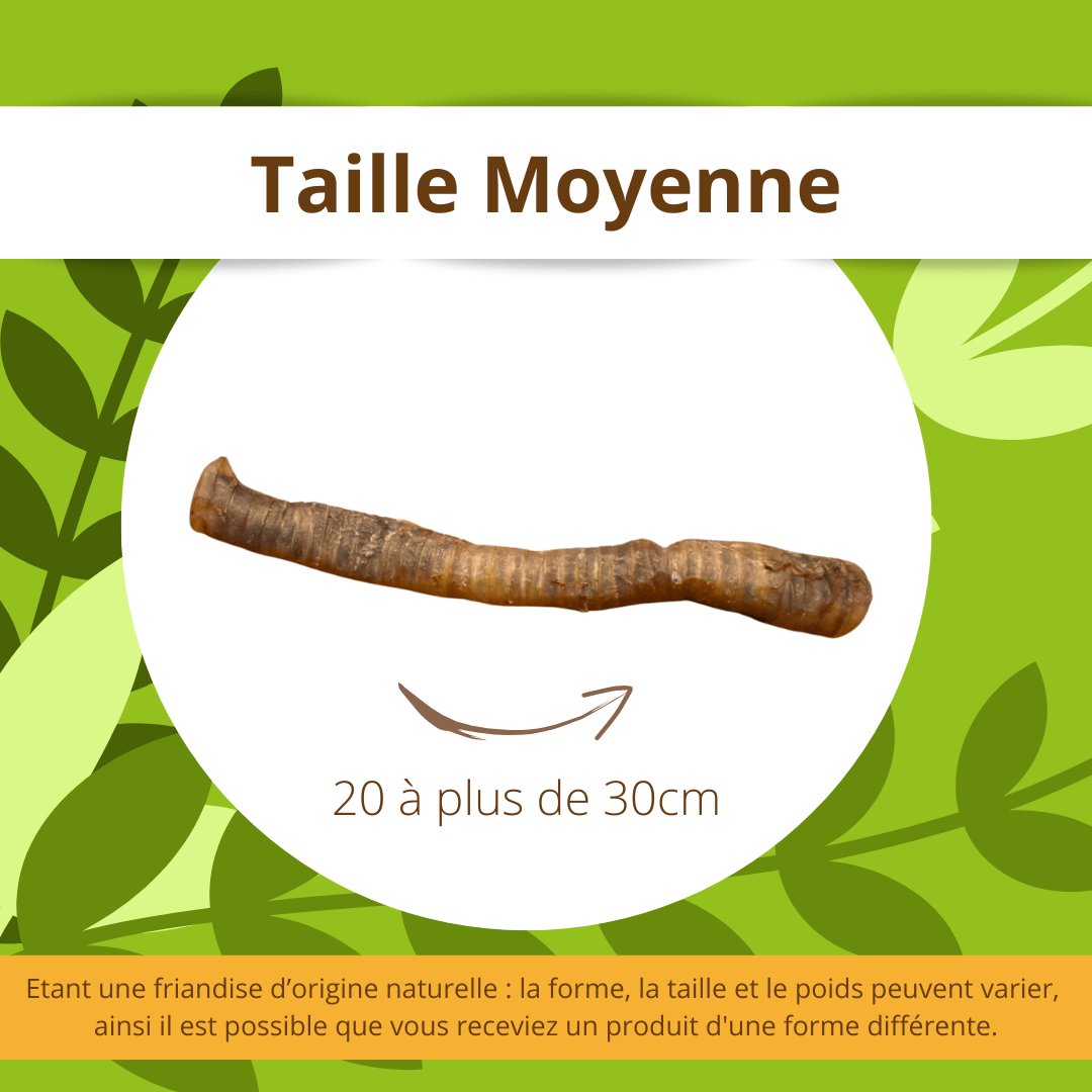 Trachées de Bœuf
