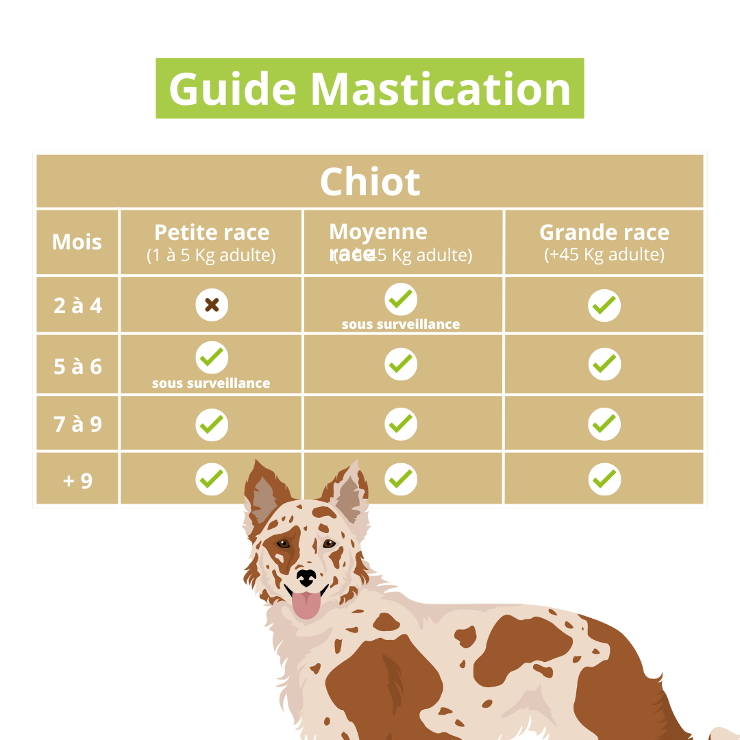Mastication-chiot-trachée-de-boeuf
