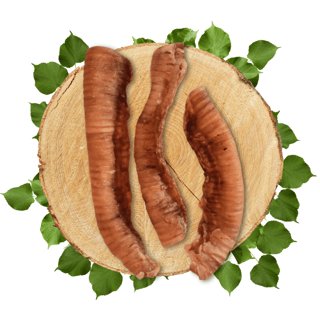 Trachées de Bœuf