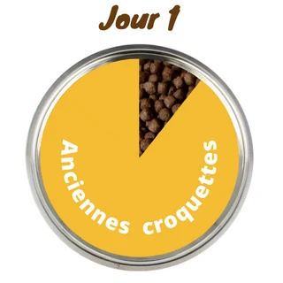 Transition jour 1
