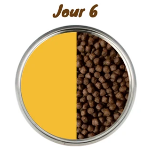 Transition jour 6