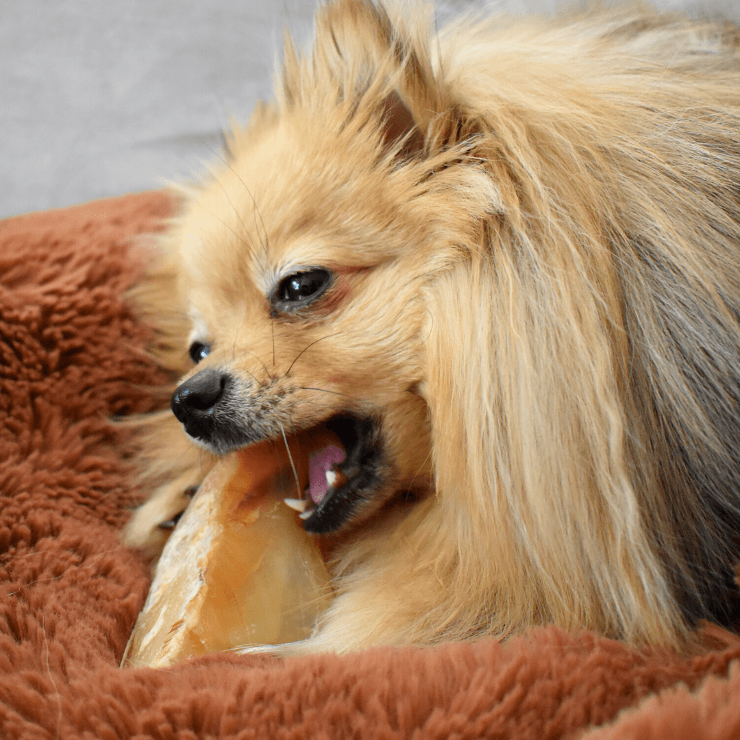 Sabots de veau - Chiens Adultes - DansMaGamelle