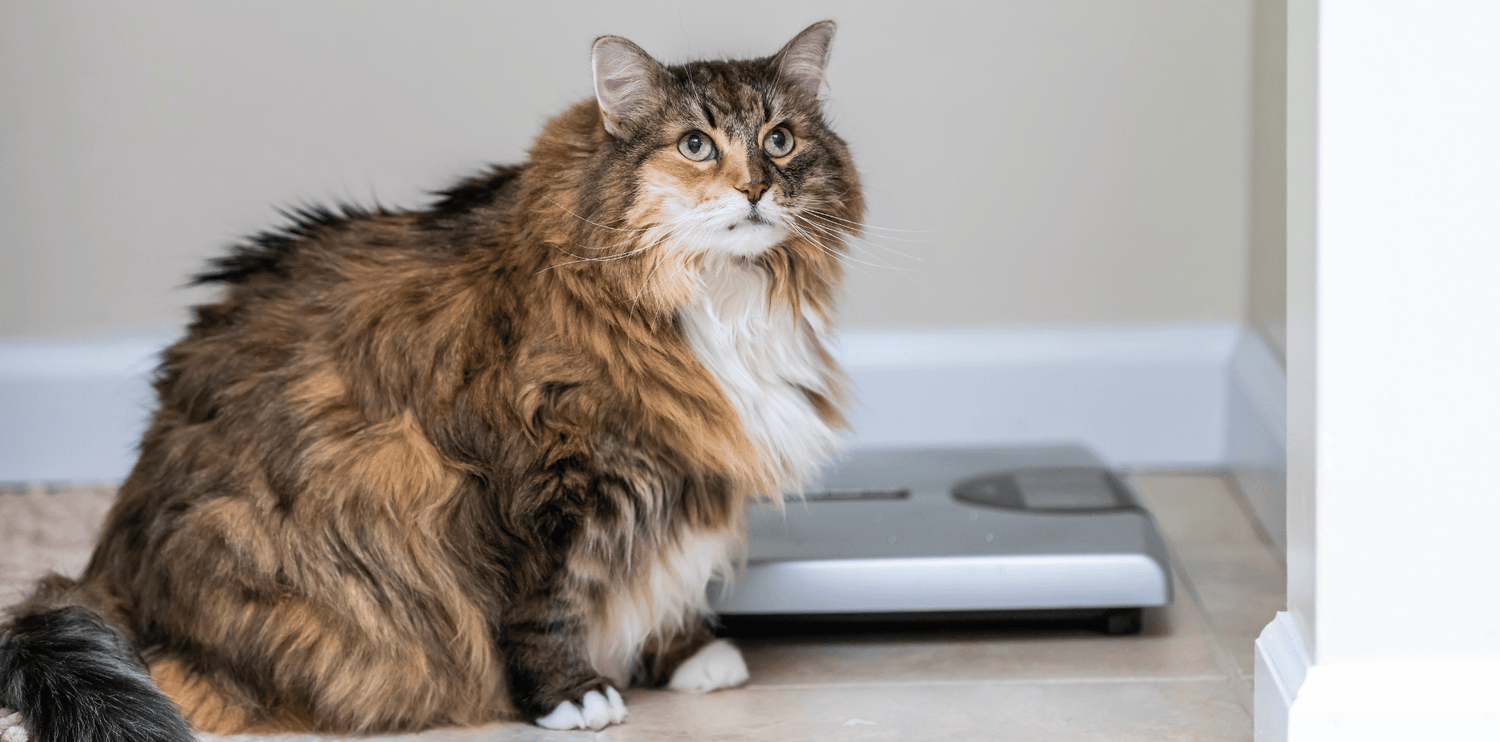 Quelles croquettes choisir pour un chien et chat en surpoids ?