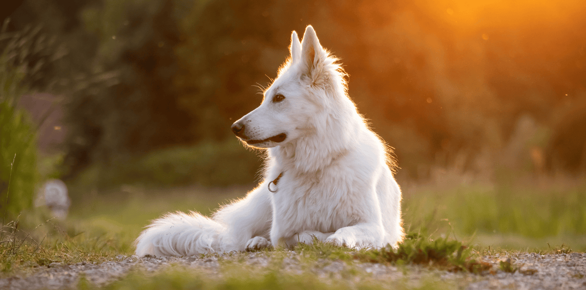 Le Berger Blanc Suisse