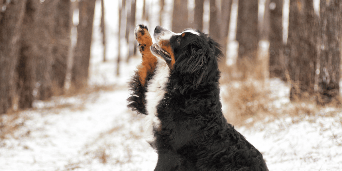 Bouvier-Bernois-santé-croquettes-sans-céréales-alimentation-naturelle