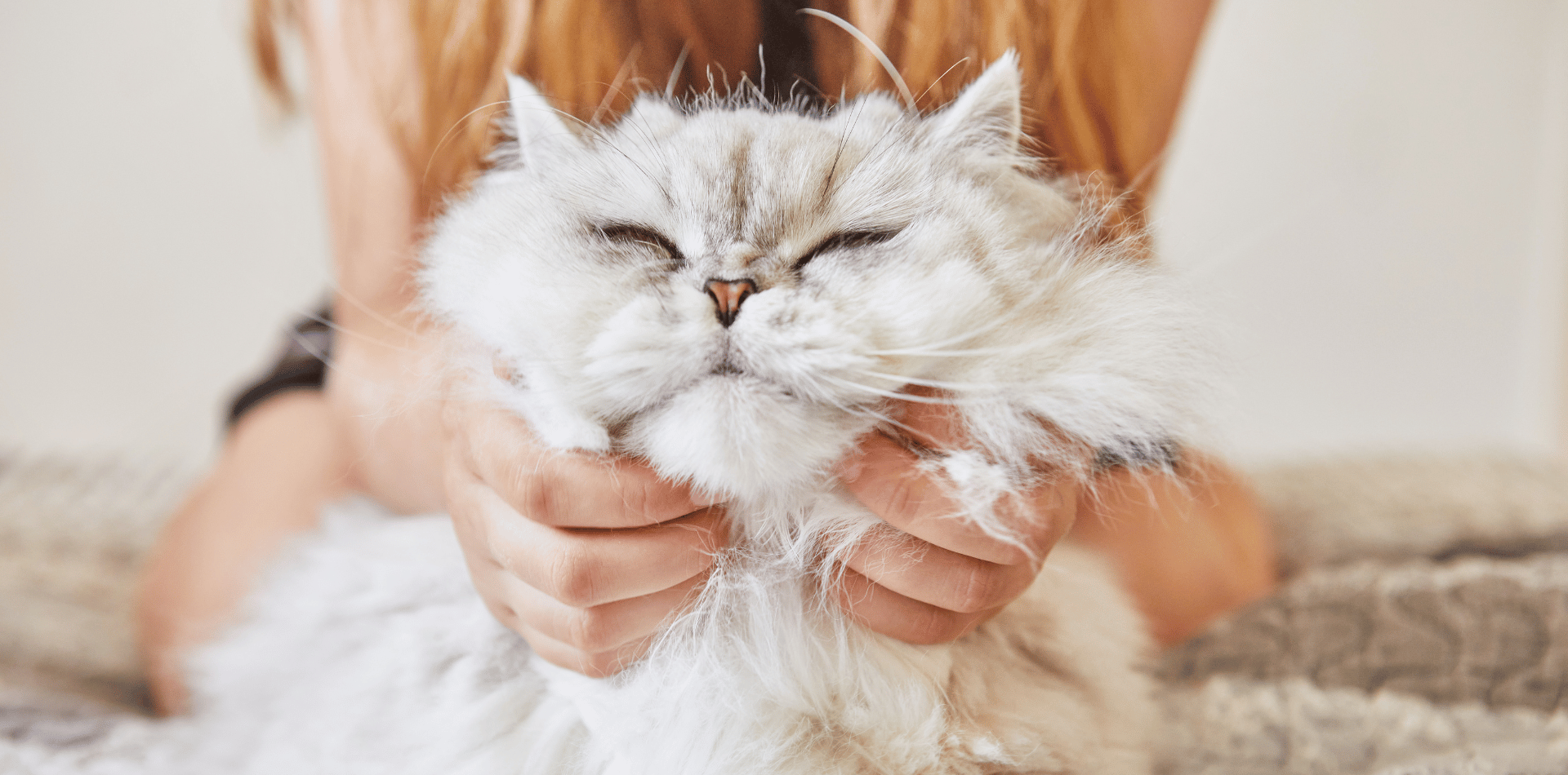 TOP 10 des races de chats les plus populaires