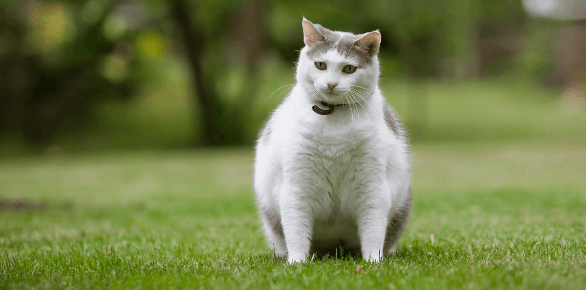 Mon chien ou mon chat a de l’embonpoint ! Que faire ? - DansMaGamelle