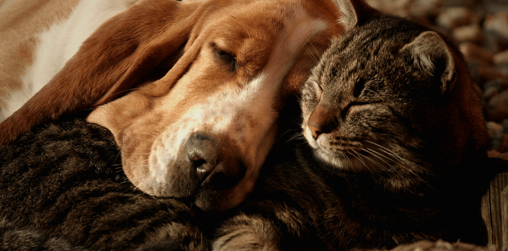 Les positions du chien et du chat durant leur sommeil - DansMaGamelle
