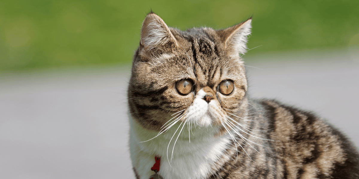 Exotic-shorthair-alimentation-croquettes-caractère-origine-entretien