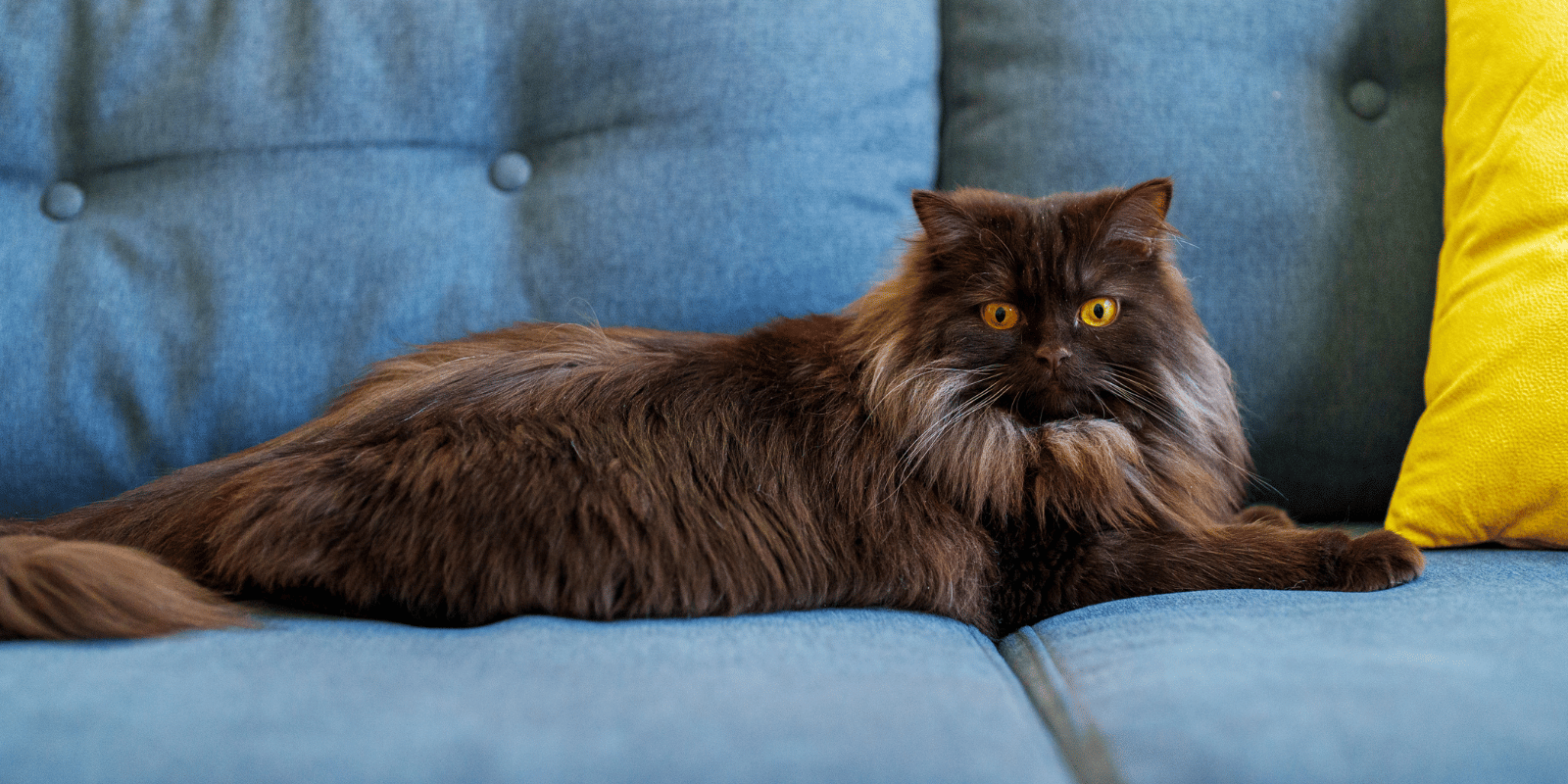 Highland-Straight-race-chat-originie-caractère-alimentation-croquettes