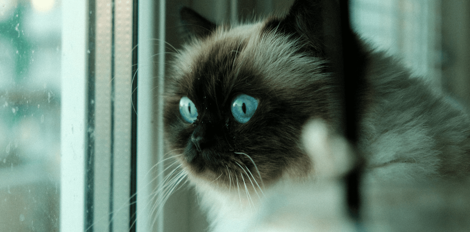 Himalayen-chat-race-origine-caractere-poids-alimentation-croquettes