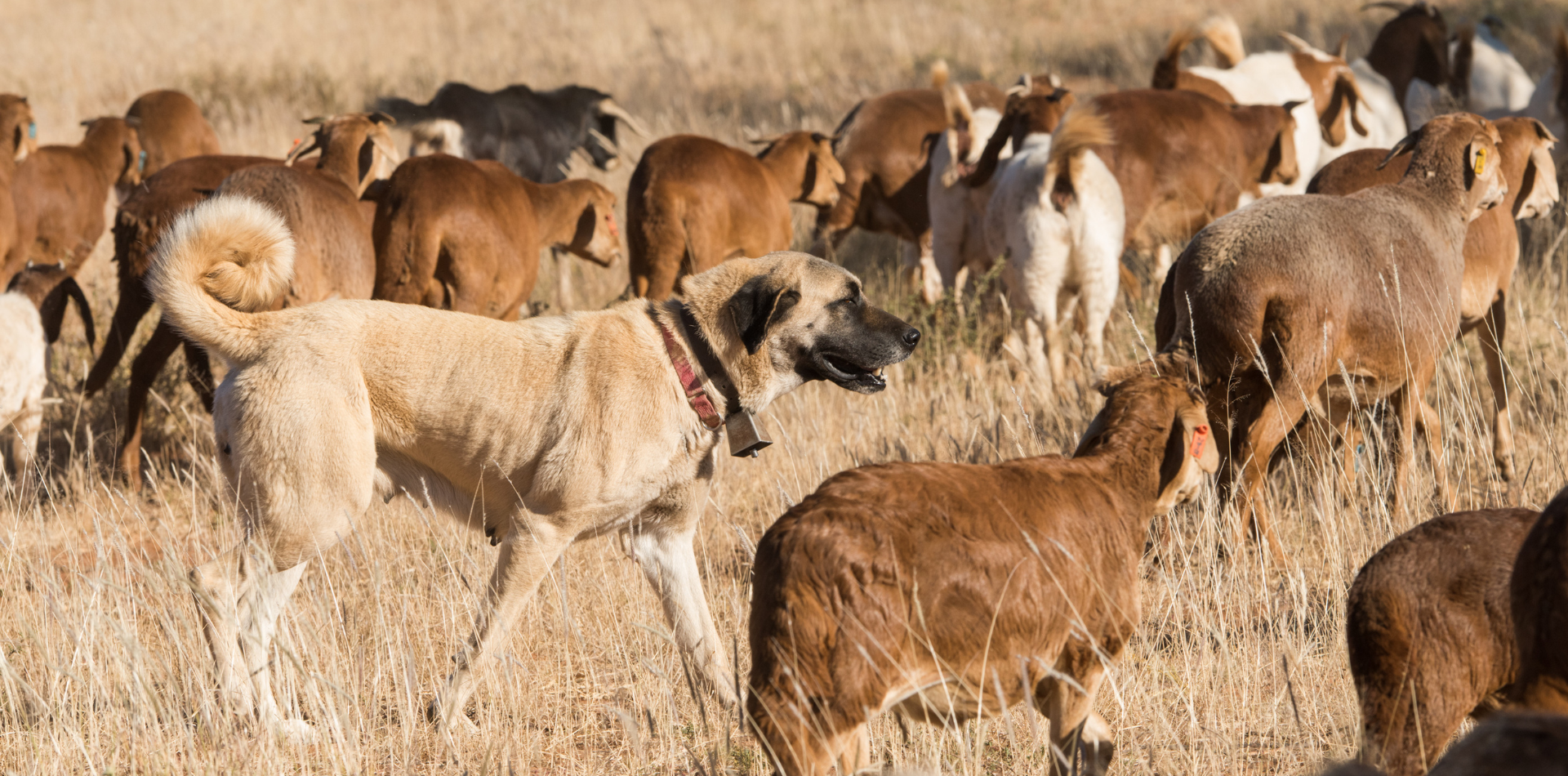 Kangal-histoire-alimentation-caractère-origines