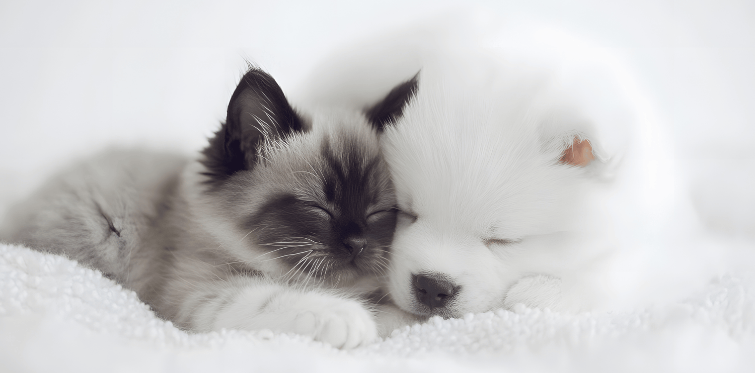 croquettes sans céréales chien et chat prenom lettre B annee 2026